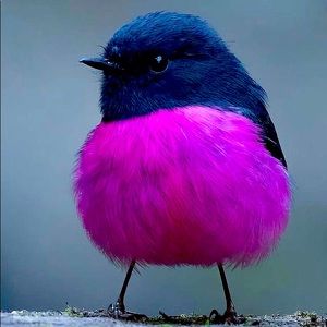 Meet your Posher, Anais